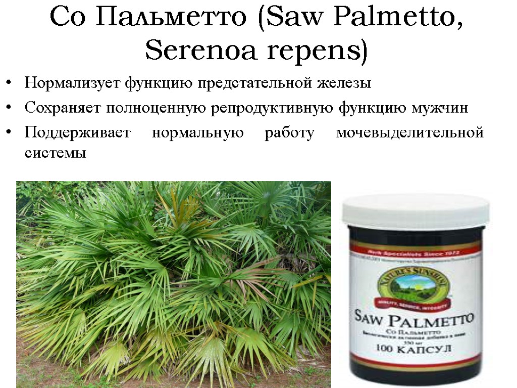 Со Пальметто (Saw Palmetto, Serenoa repens) Нормализует функцию предстательной железы Сохраняет полноценную репродуктивную функцию